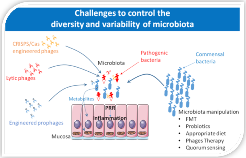 Marvin Edeas Mitochondria Microbiota