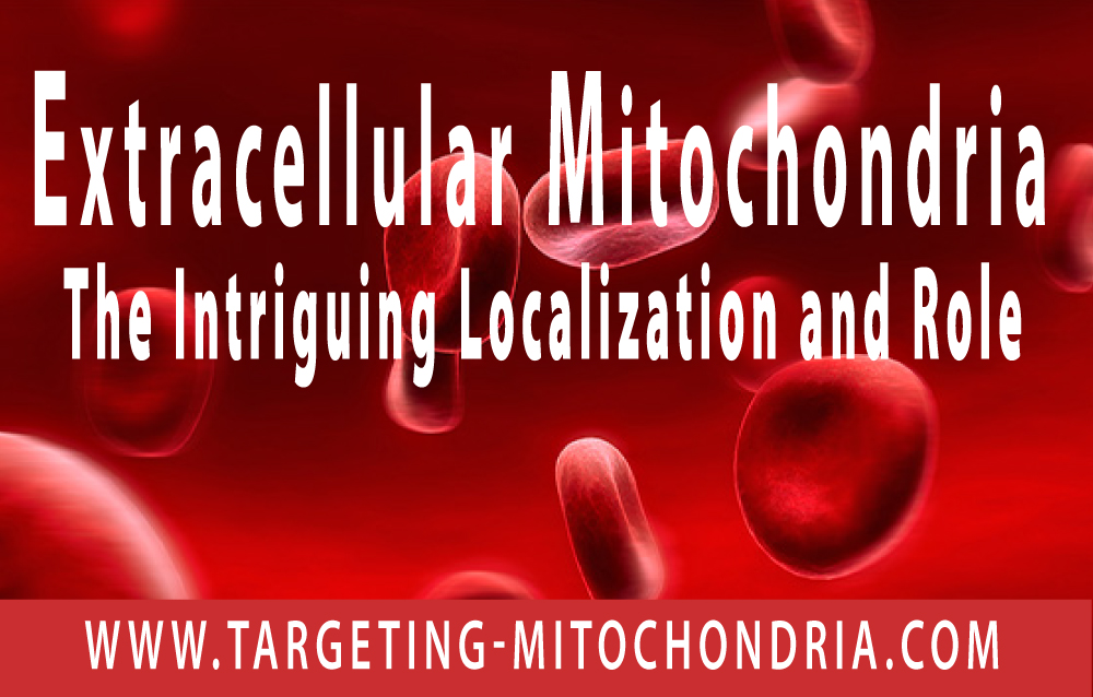 Extracellular-Mitochondria--The-Intriguing-Localization-and-Role-v1