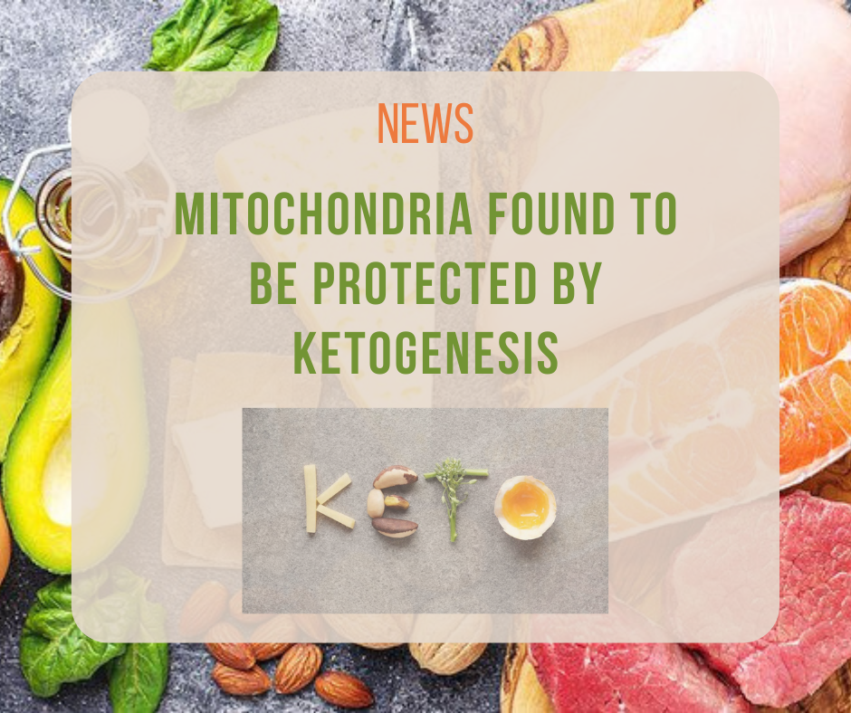 Mitochondria found to be protected by ketogenesis