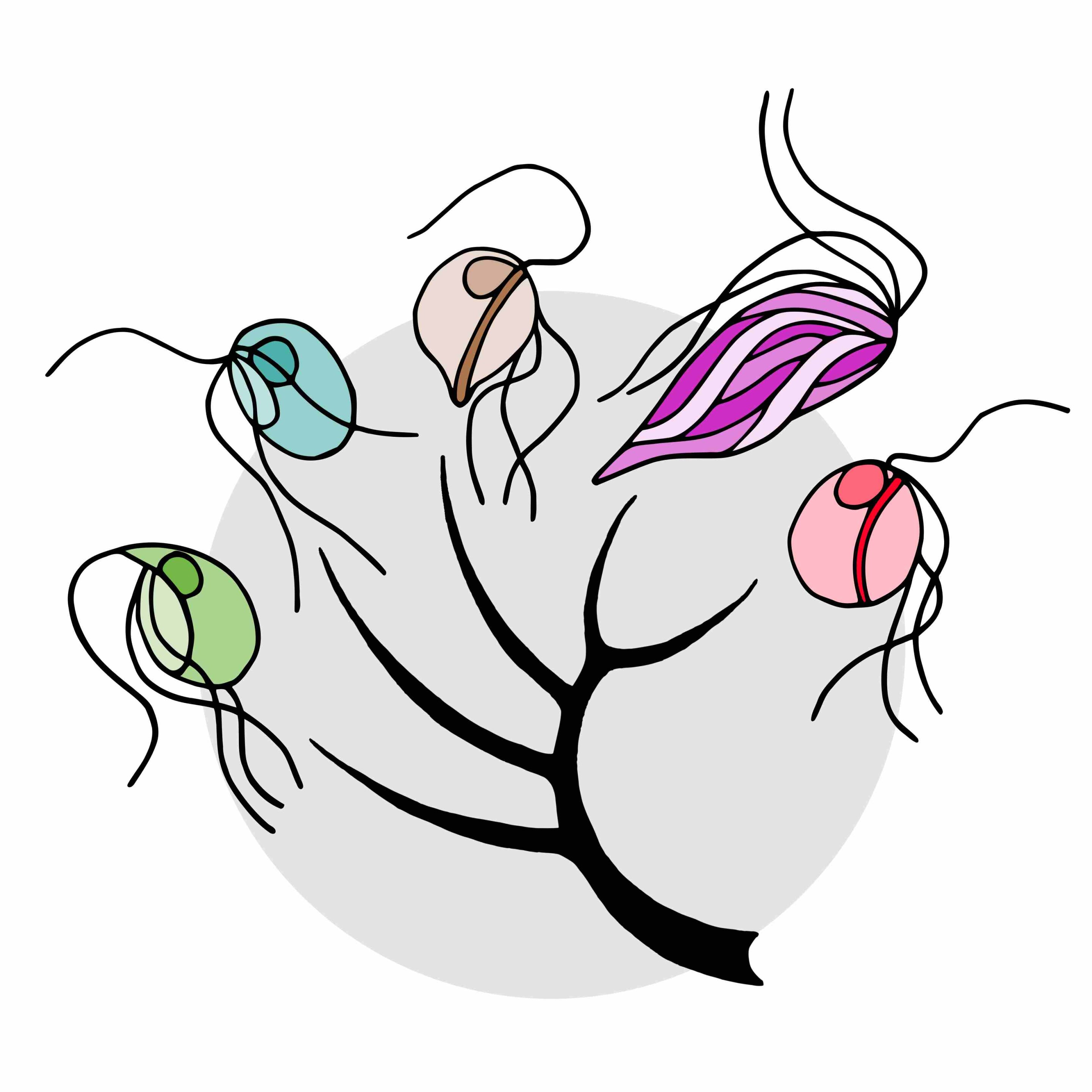 single-celled-protists